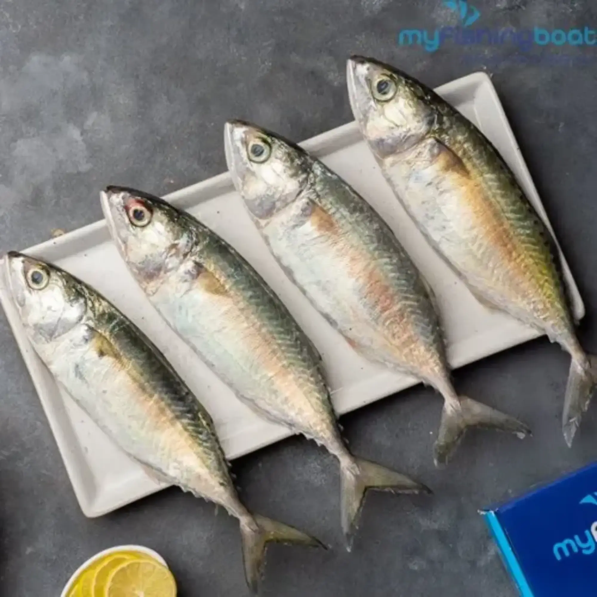 Mackerel