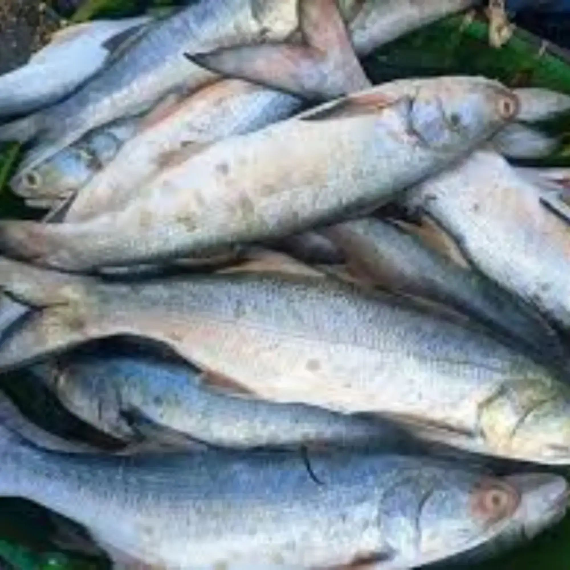 Salmon