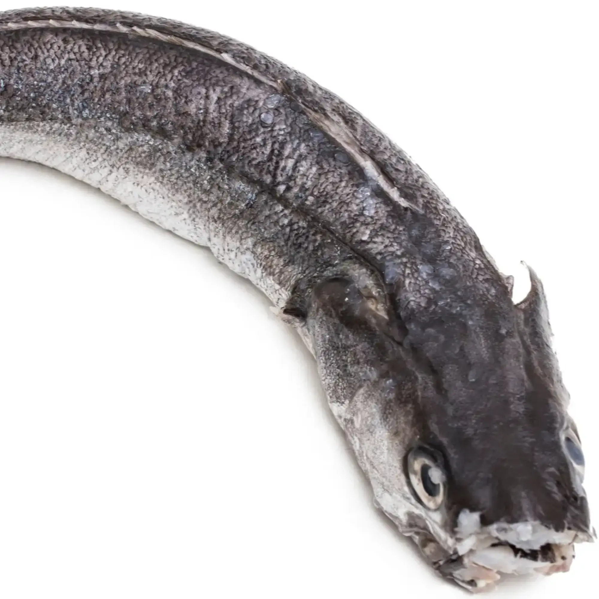 Hake