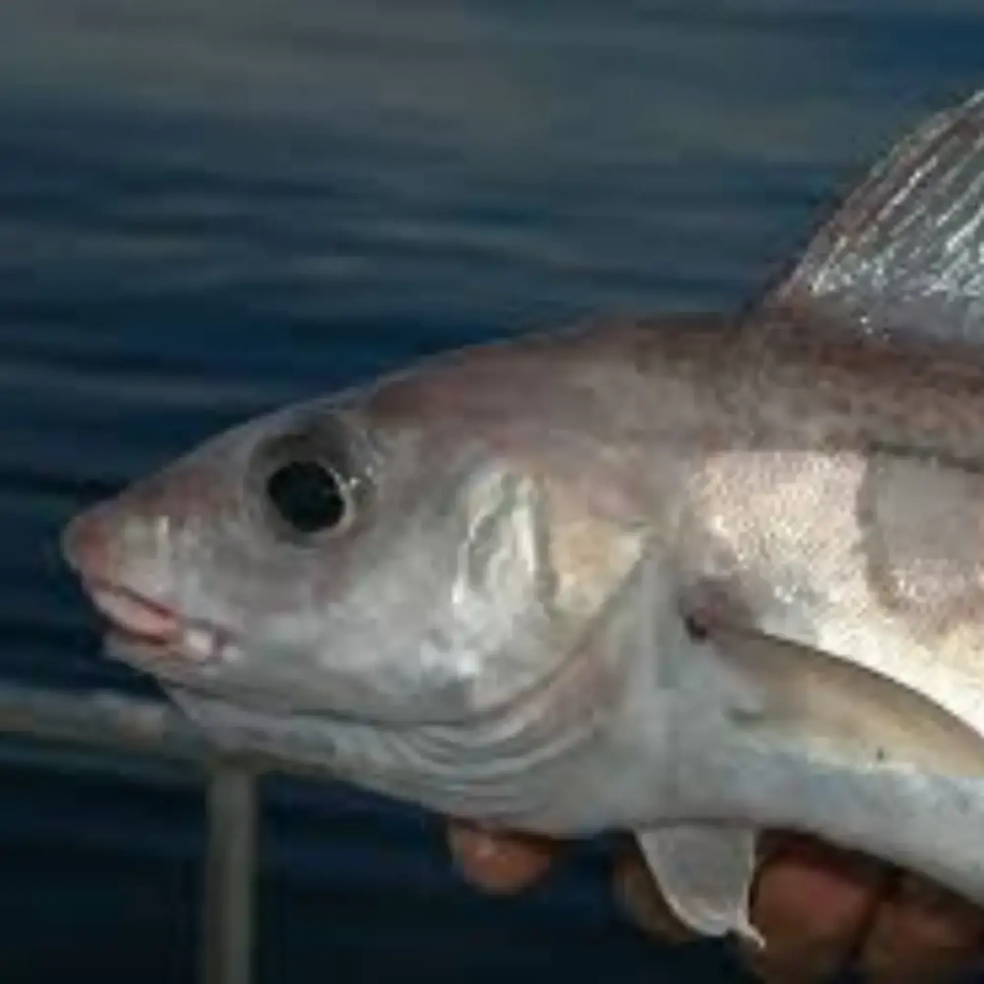 Haddock