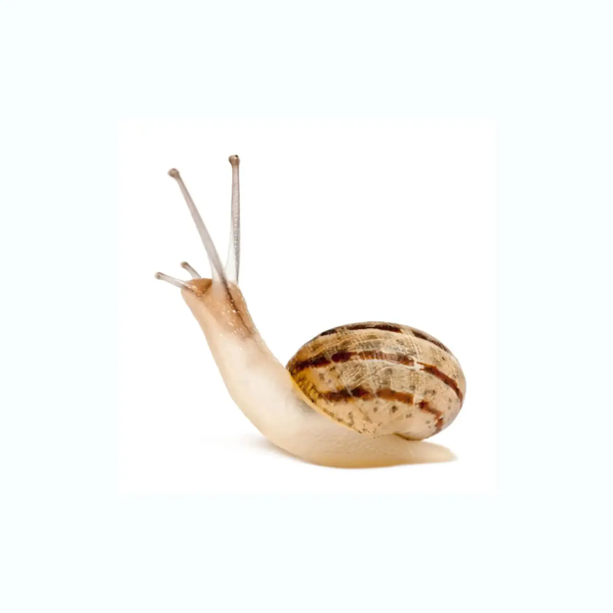Mollusks