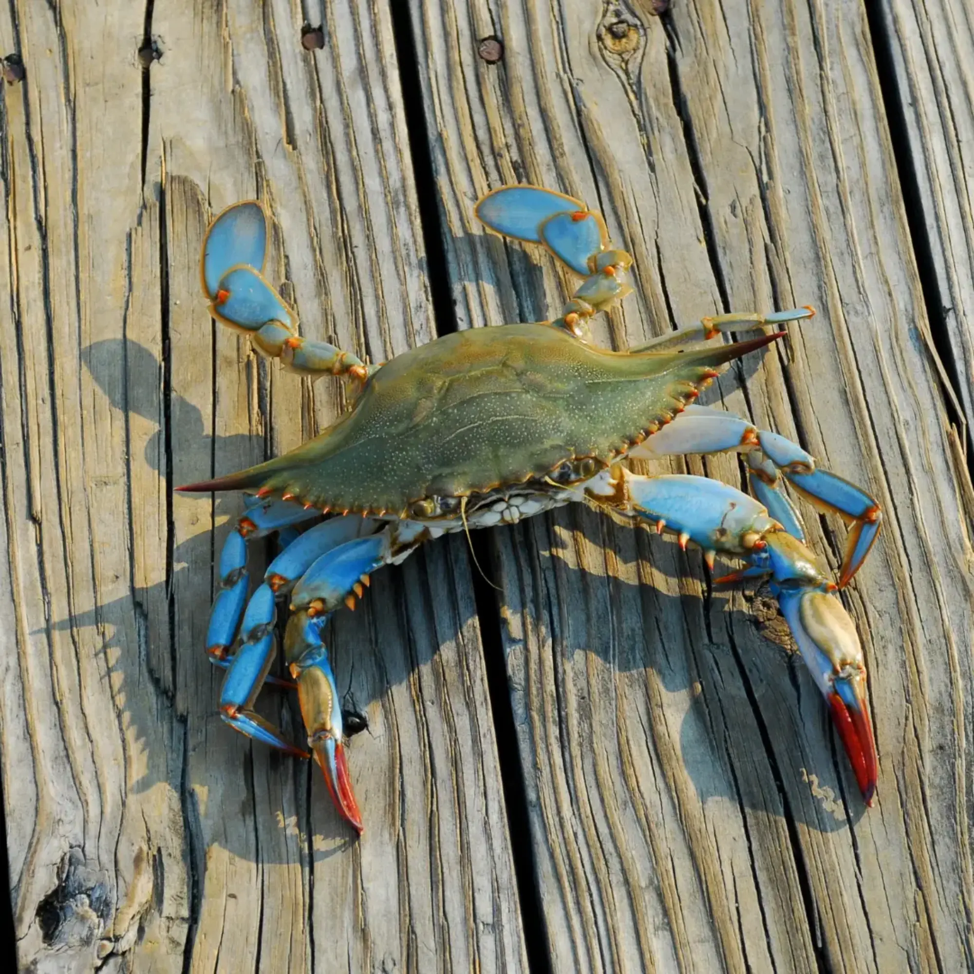 Crab, Lobster,