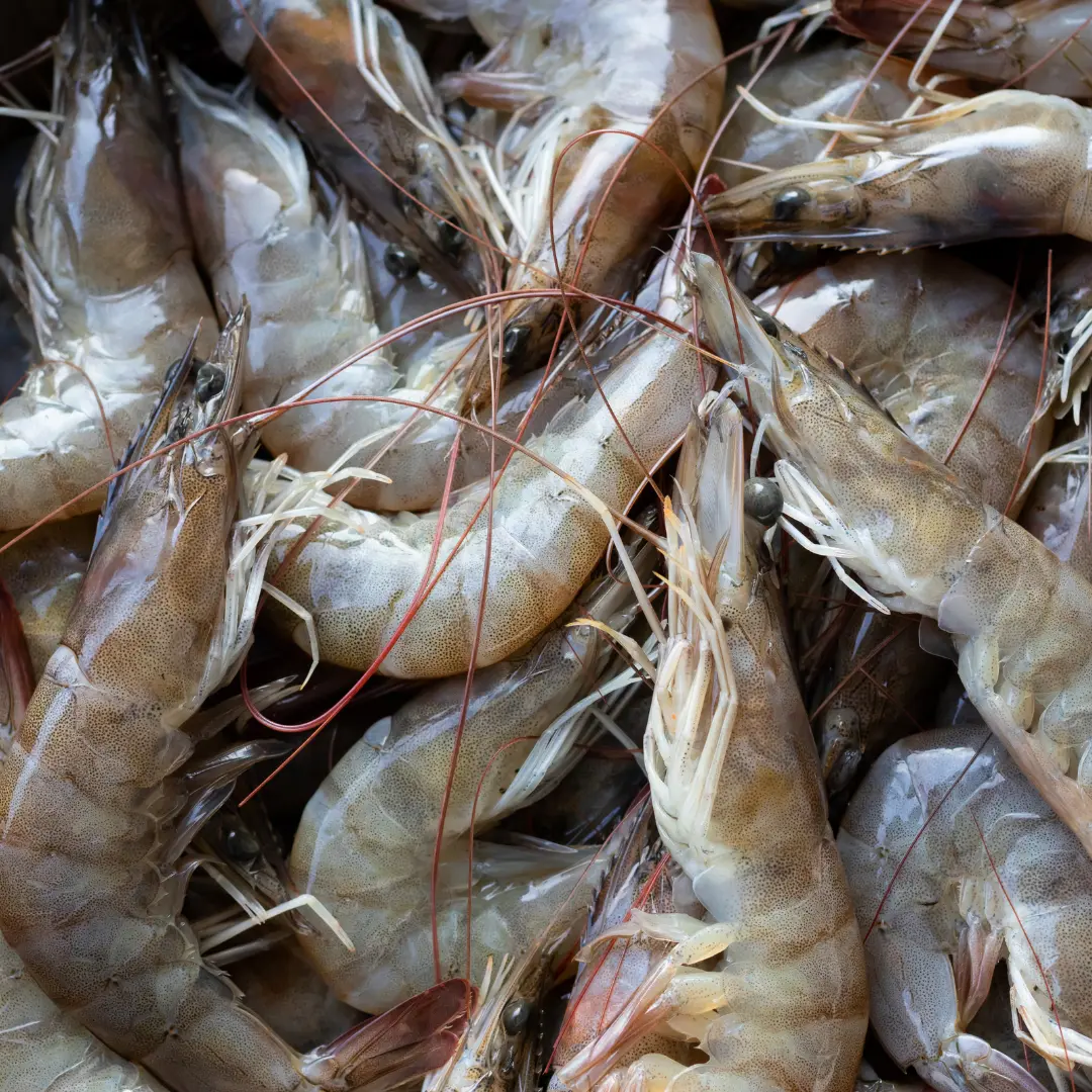 Fresh Shrimp