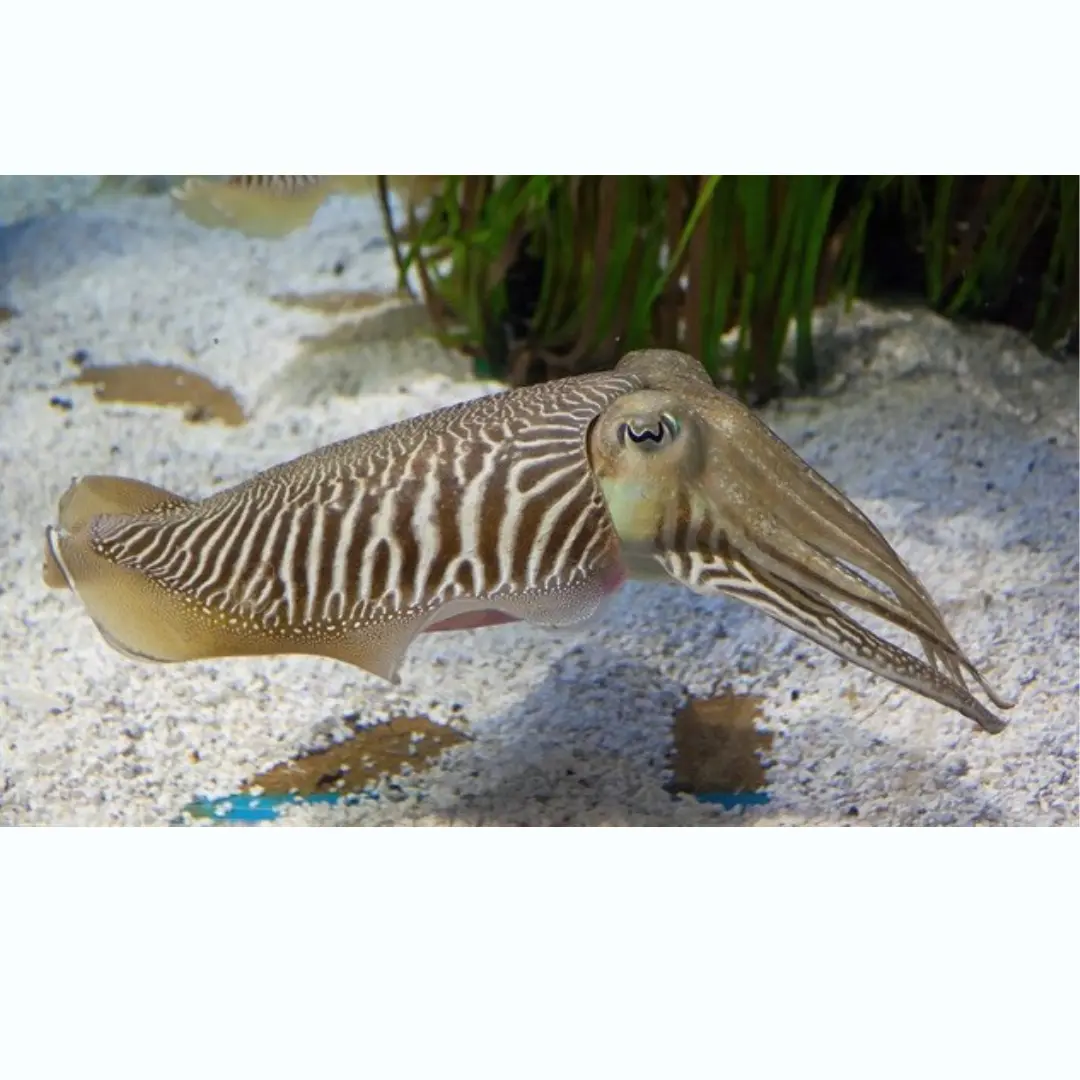 Cuttlefish