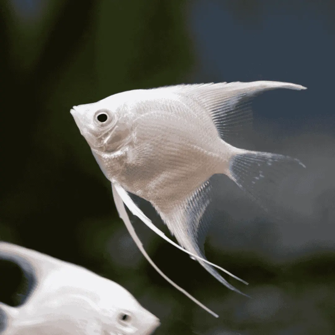 White fish