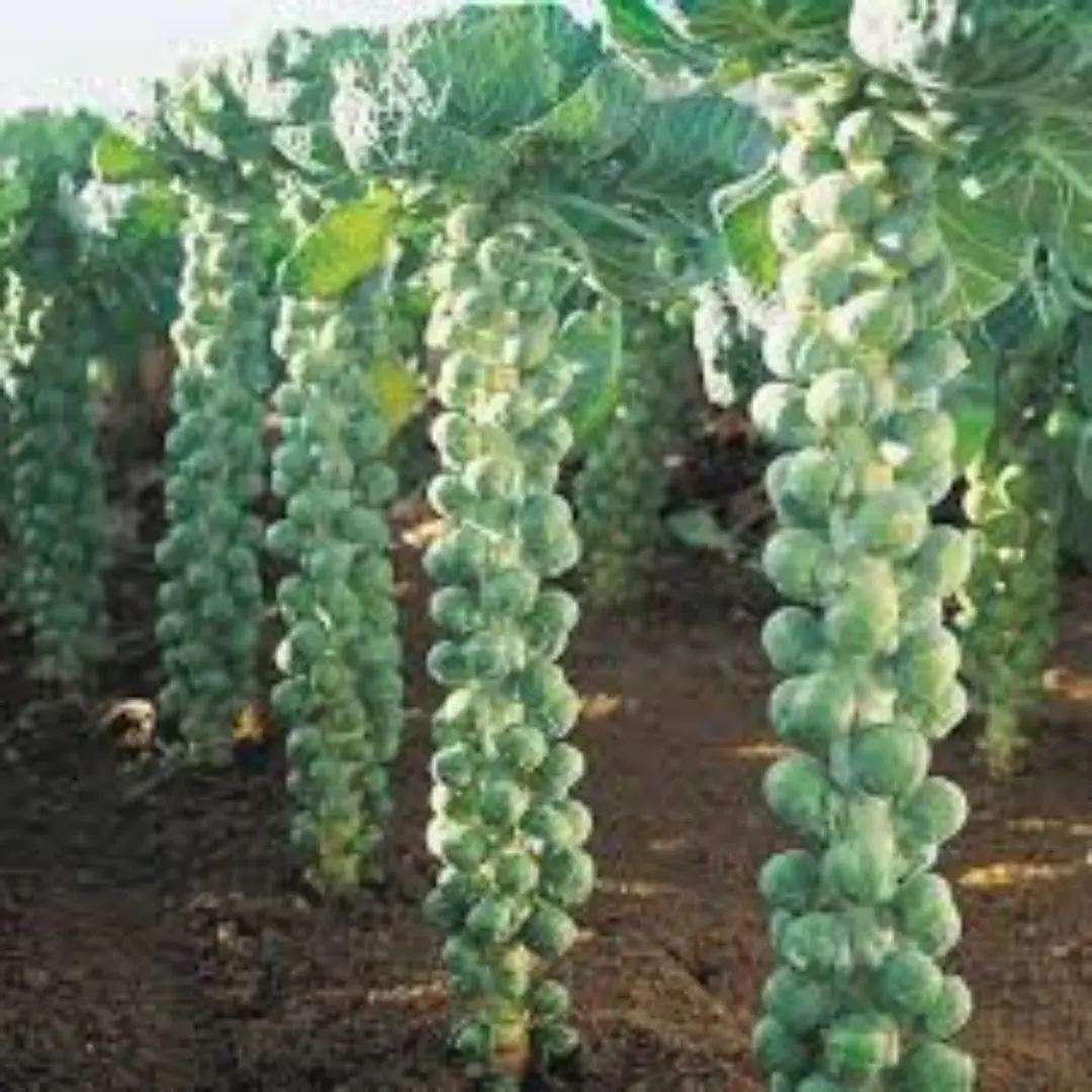 Brussels sprouts